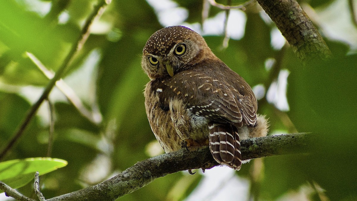 Cuban Pygmy-Owl - ML342749661