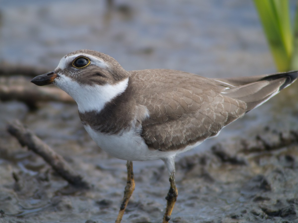 Semipalmated Plover - ML34275281