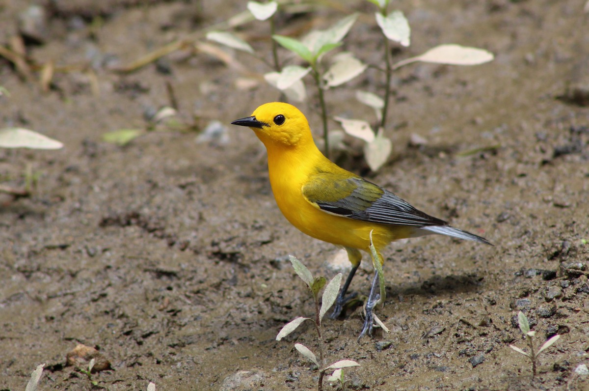 Prothonotary Warbler - ML342755751