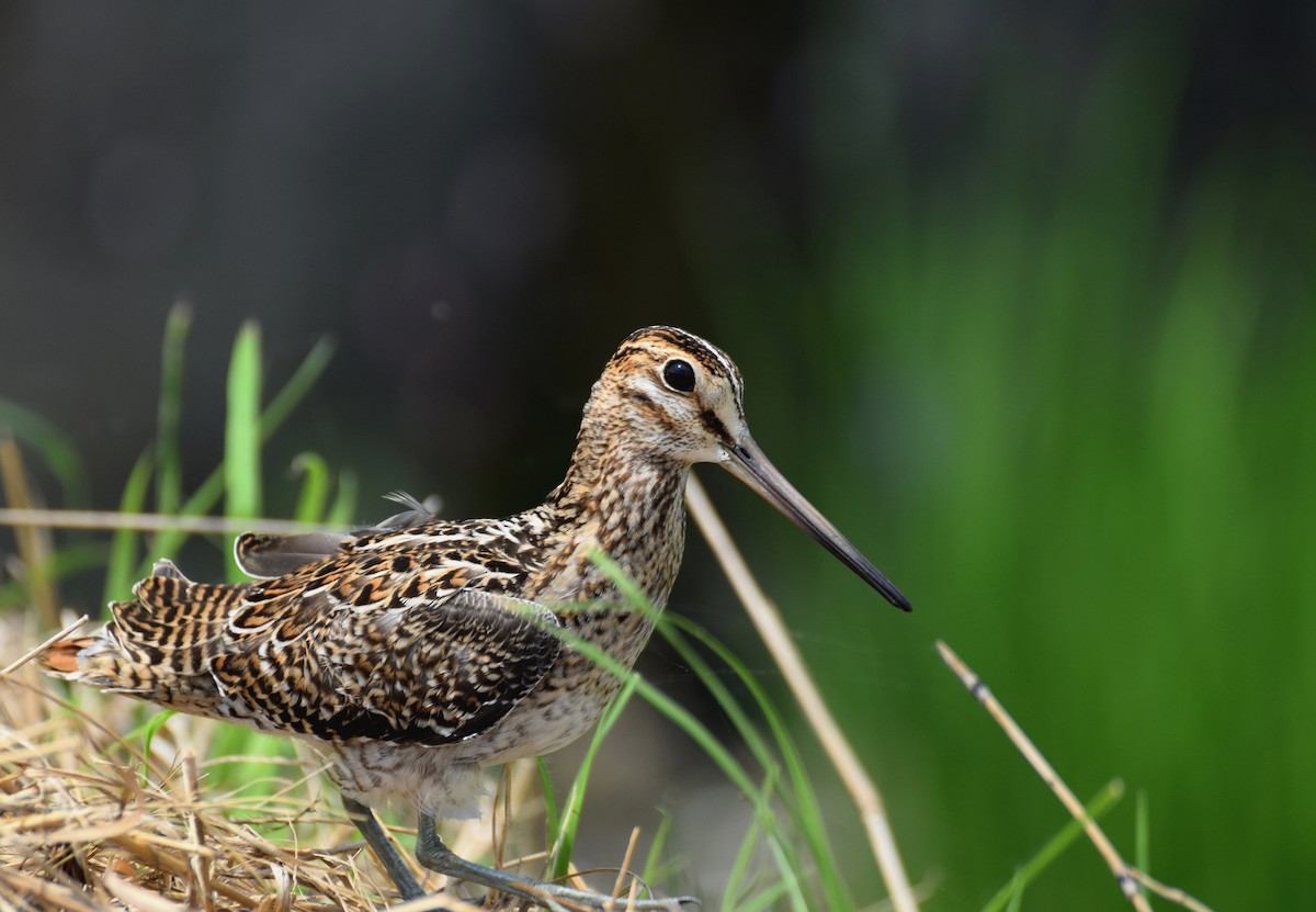 Pin-tailed Snipe - Feng  Chen(鳳珍） CHANG(張）