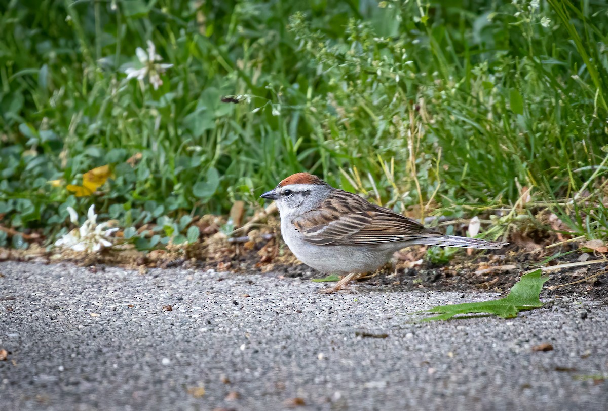 Chipping Sparrow - ML342758871