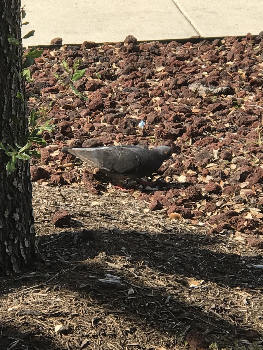 Rock Pigeon (Feral Pigeon) - ML342759231