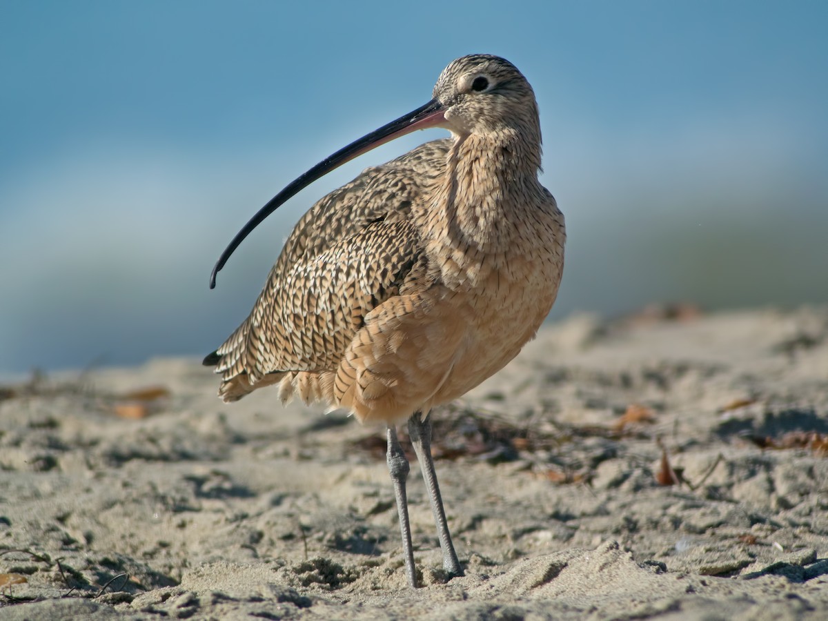 Long-billed Curlew - ML34276261