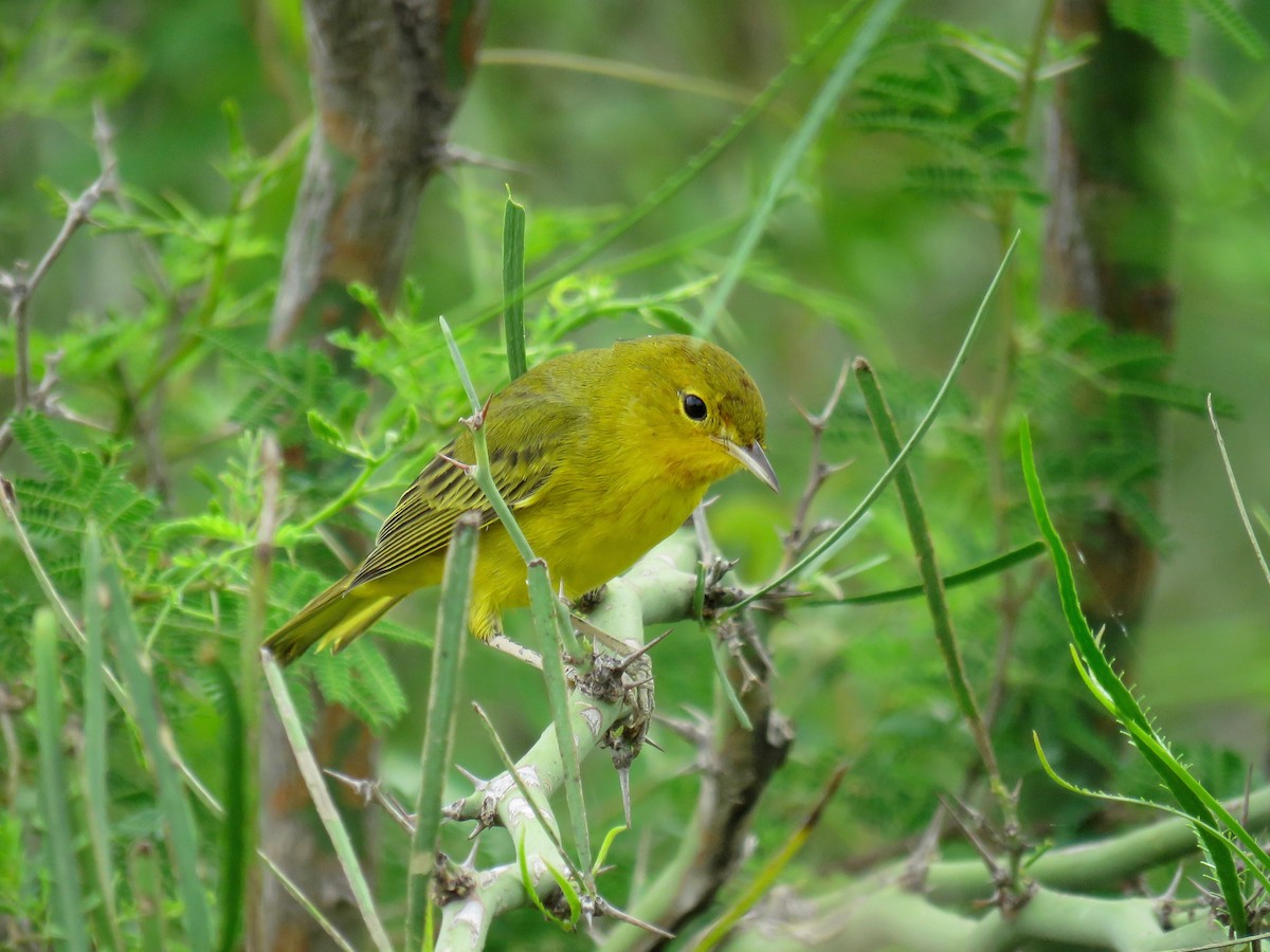 Yellow Warbler (Mangrove) - ML34276411