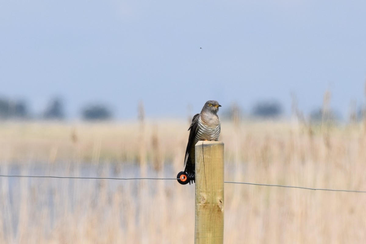 Common Cuckoo - julie desrosiers