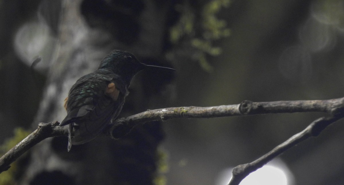 Stripe-tailed Hummingbird - ML342777041