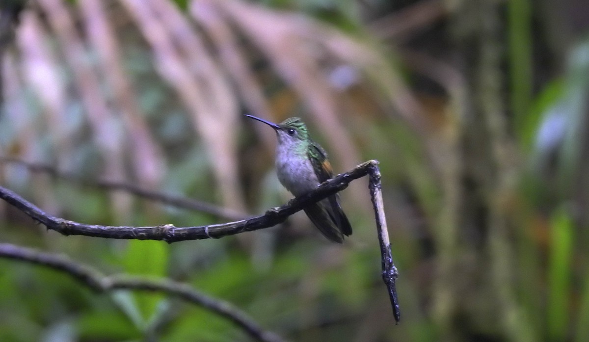 Stripe-tailed Hummingbird - ML342777071