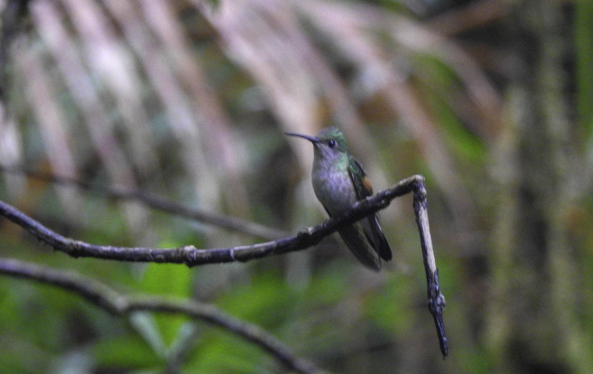 Stripe-tailed Hummingbird - ML342777081
