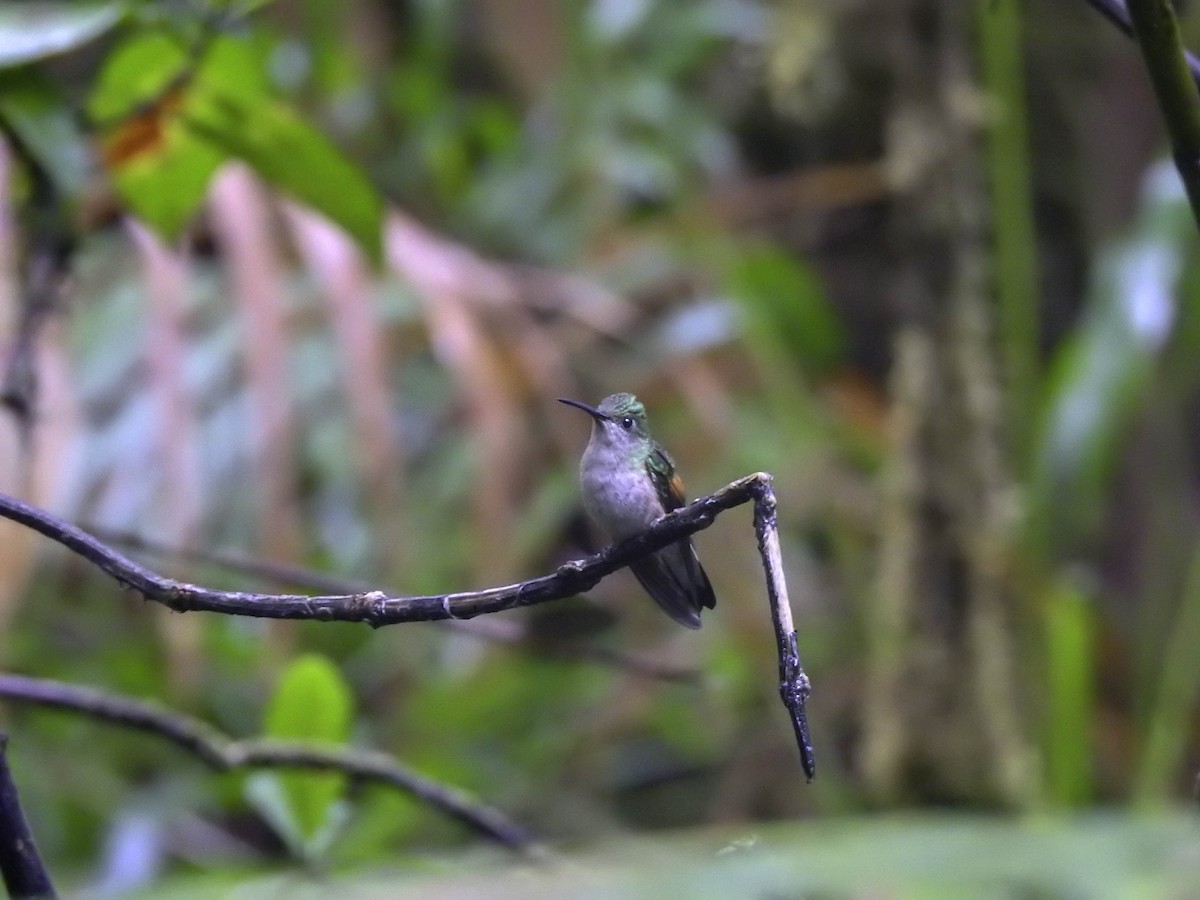 Stripe-tailed Hummingbird - ML342777091