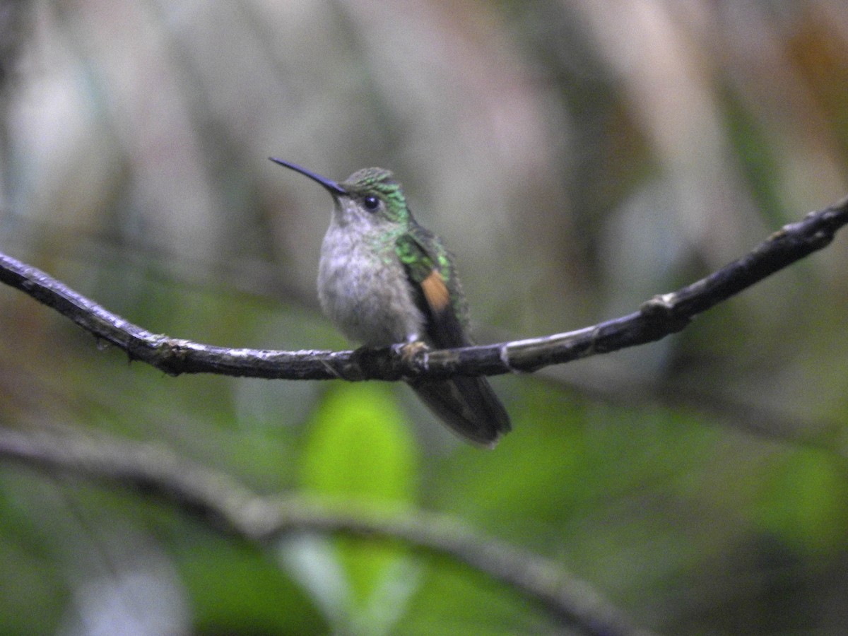 Stripe-tailed Hummingbird - ML342777101
