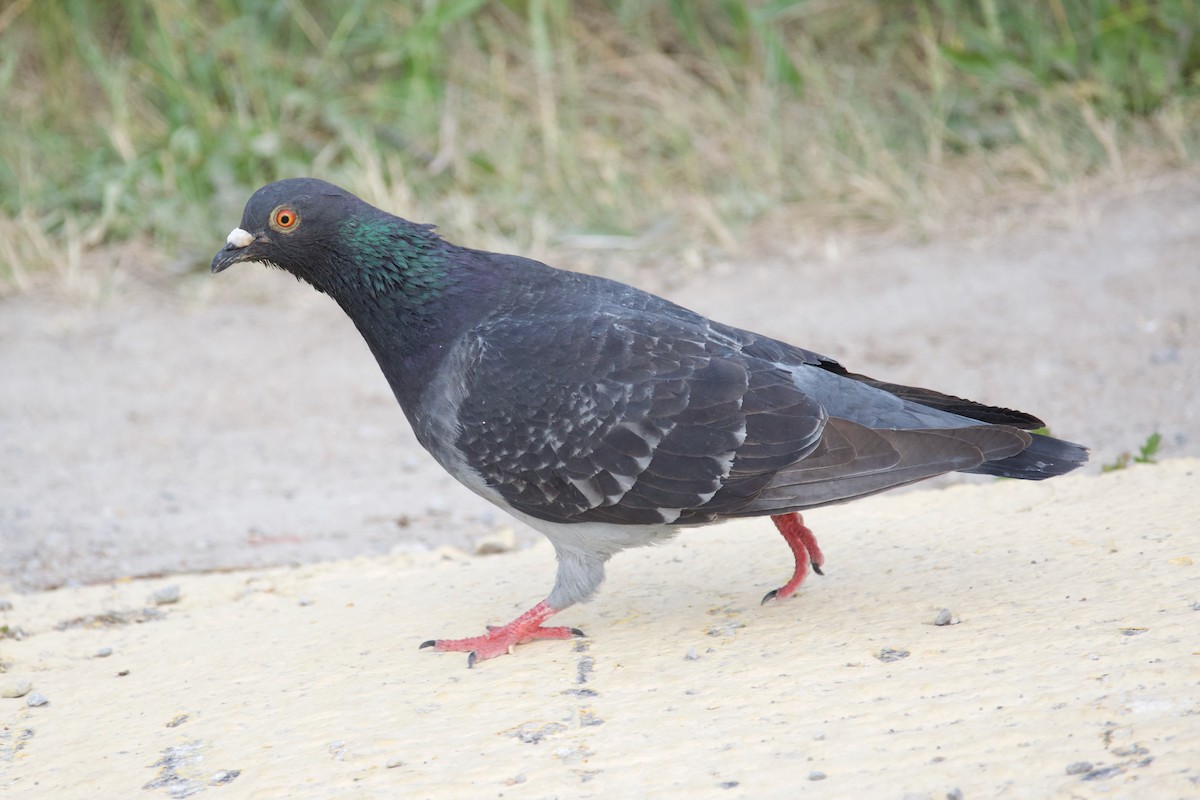 Rock Pigeon (Feral Pigeon) - Owen Strickland