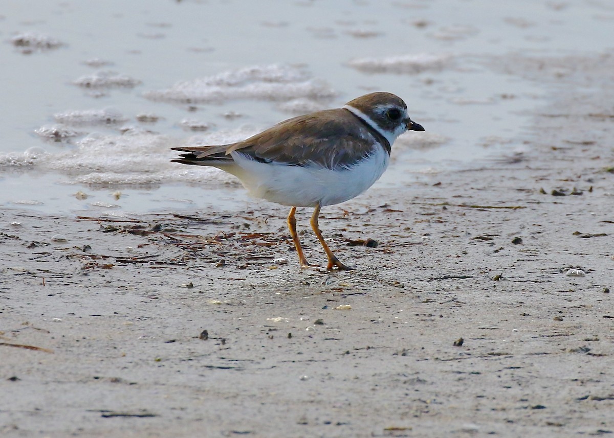 Semipalmated Plover - ML342795951