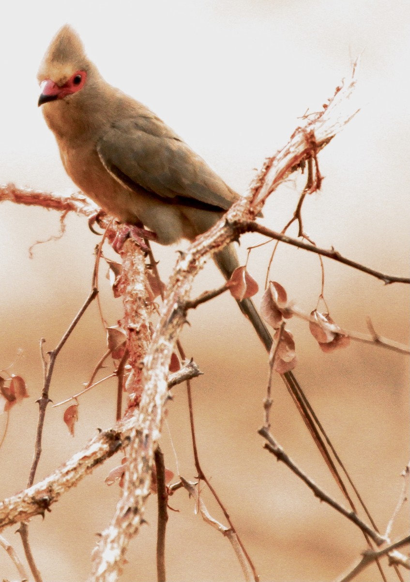 Red-faced Mousebird - Connie Lintz