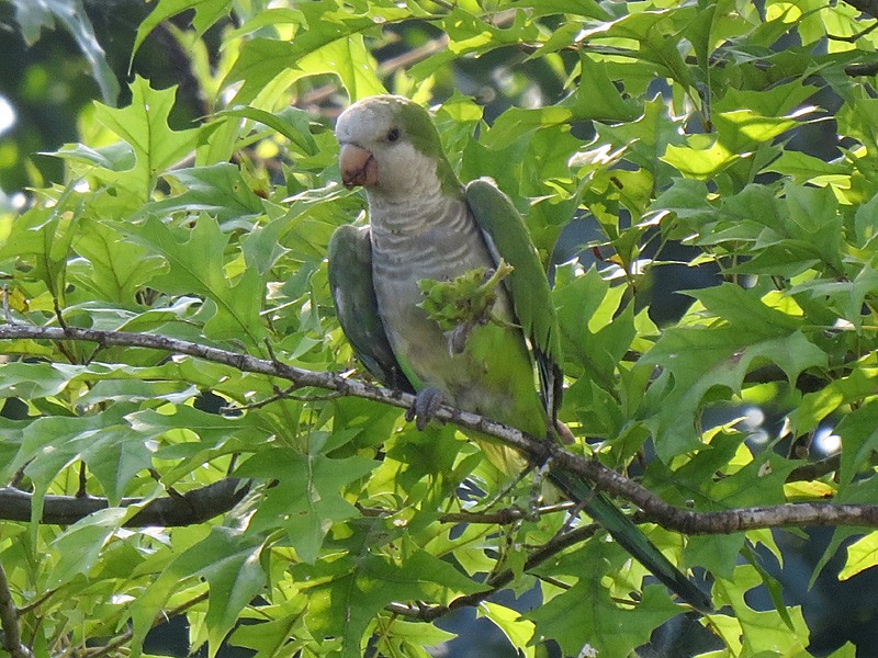 Monk Parakeet - wendy wright
