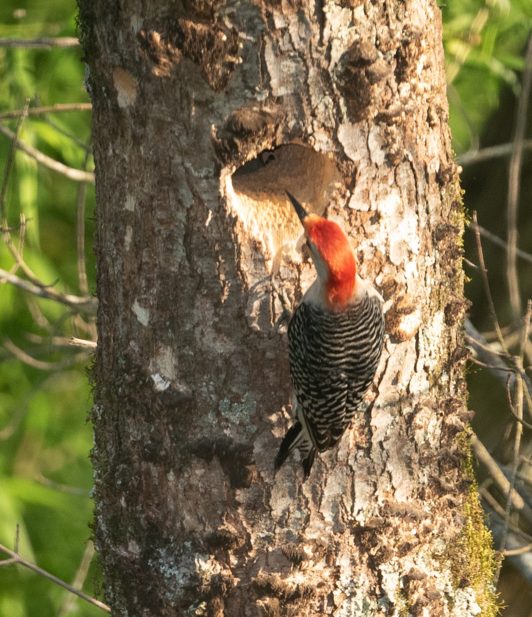 Red-bellied Woodpecker - Joe Donahue
