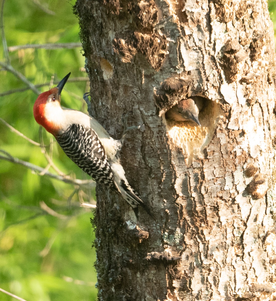 Red-bellied Woodpecker - ML342798071