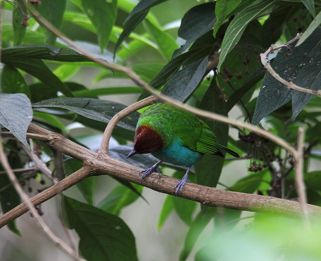 Bay-headed Tanager - ML34279901