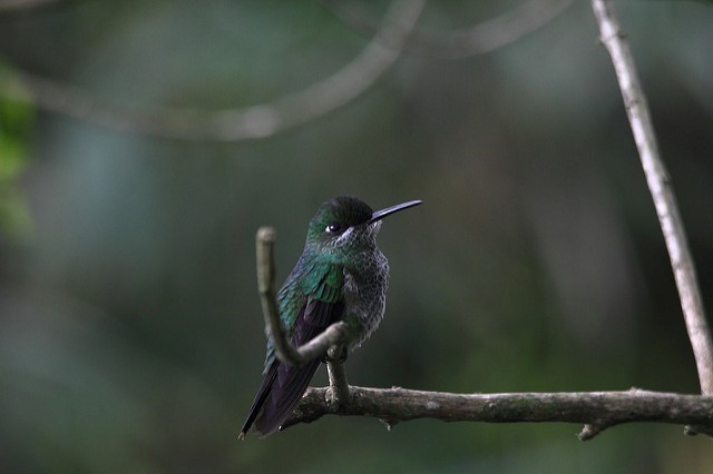 Green-crowned Brilliant - ML34279961