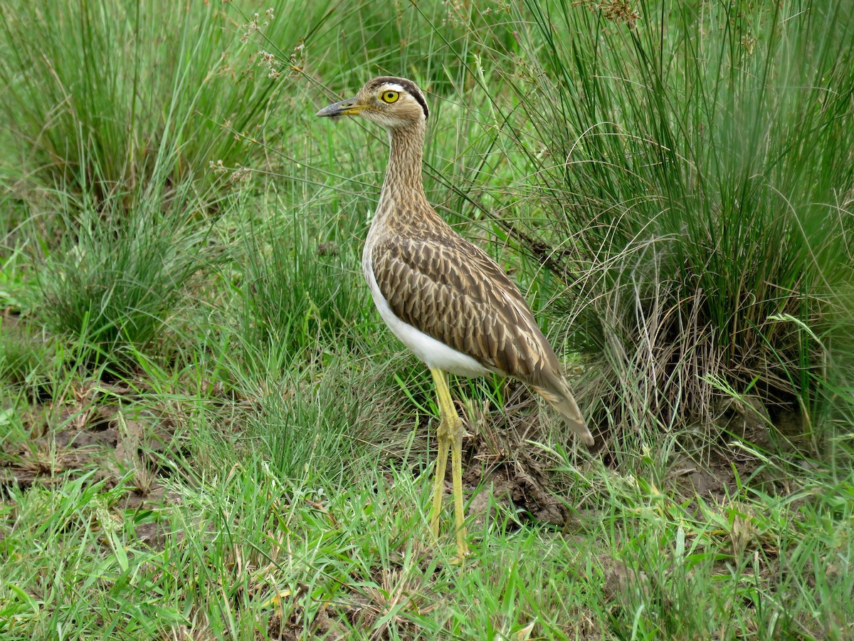Double-striped Thick-knee - ML34279981