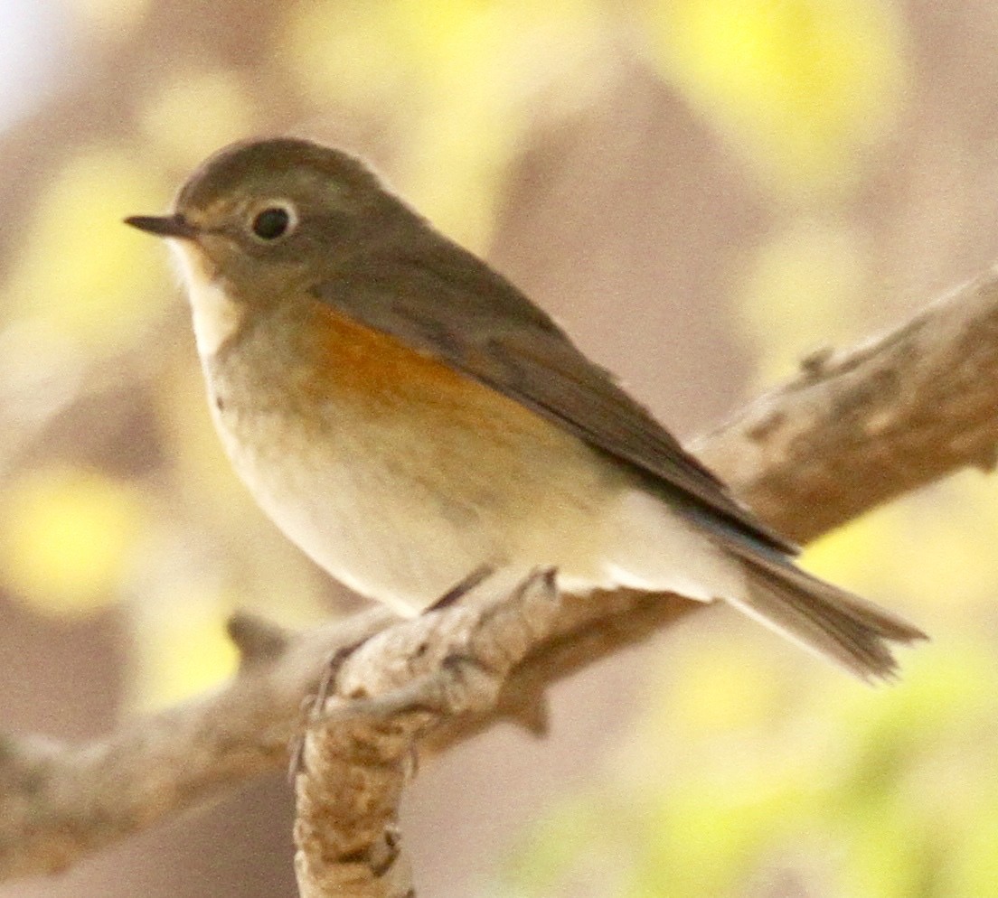 Red-flanked Bluetail - ML342800521