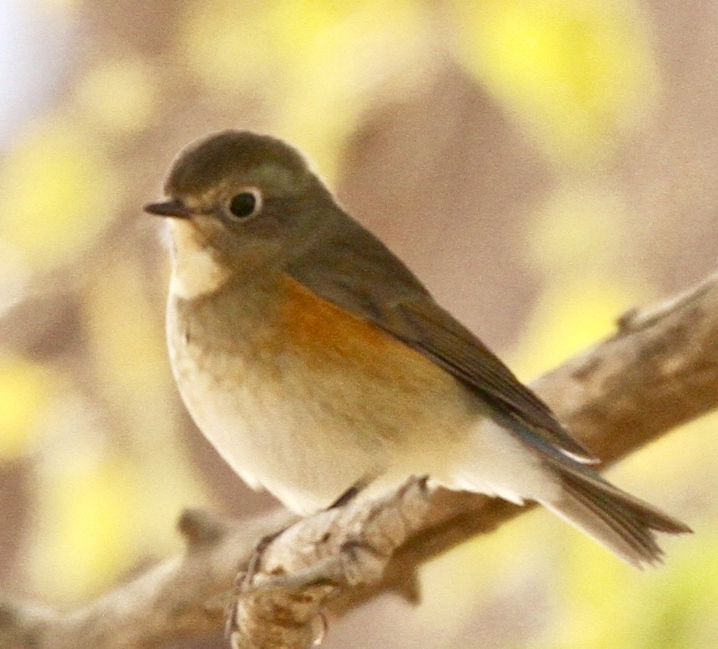 Red-flanked Bluetail - ML342800531
