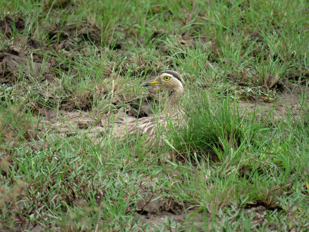 Double-striped Thick-knee - ML34280251