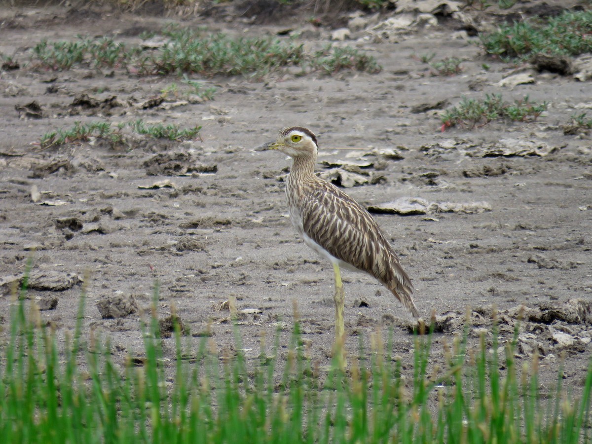 Double-striped Thick-knee - ML34280341