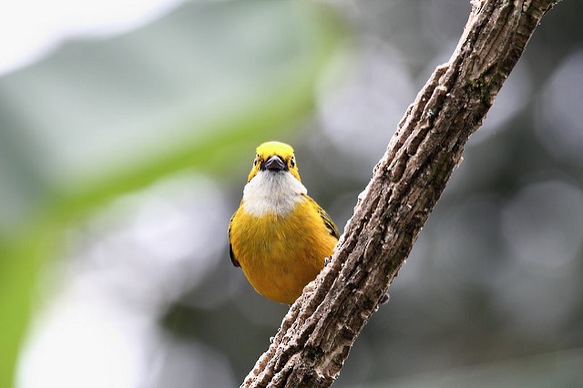 Silver-throated Tanager - Marcelo Corella