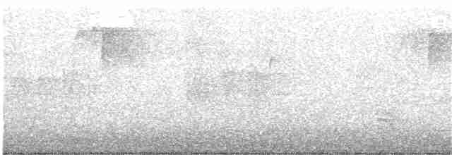 Weißbrustkleiber - ML342811691
