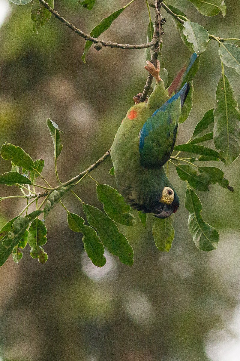 Blue-winged Macaw - ML342817201