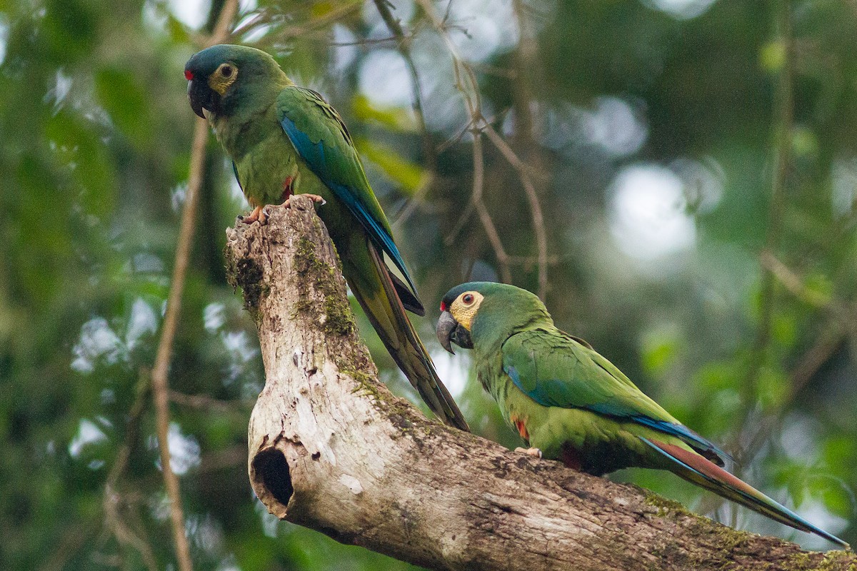 Blue-winged Macaw - Sergio Porto