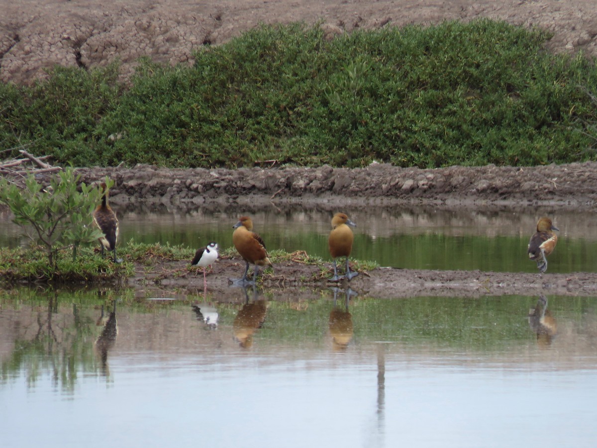 Fulvous Whistling-Duck - ML34281751