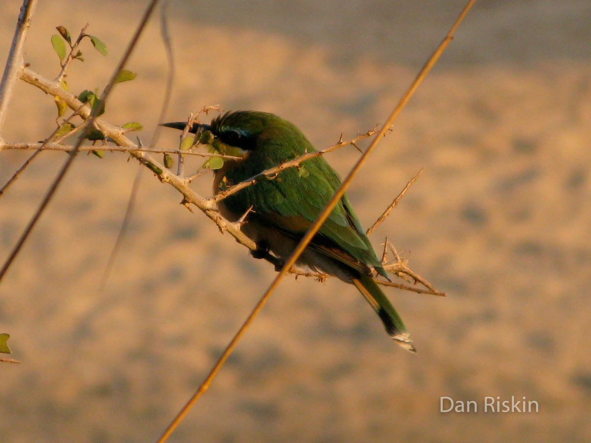 Little Bee-eater - Dan Riskin