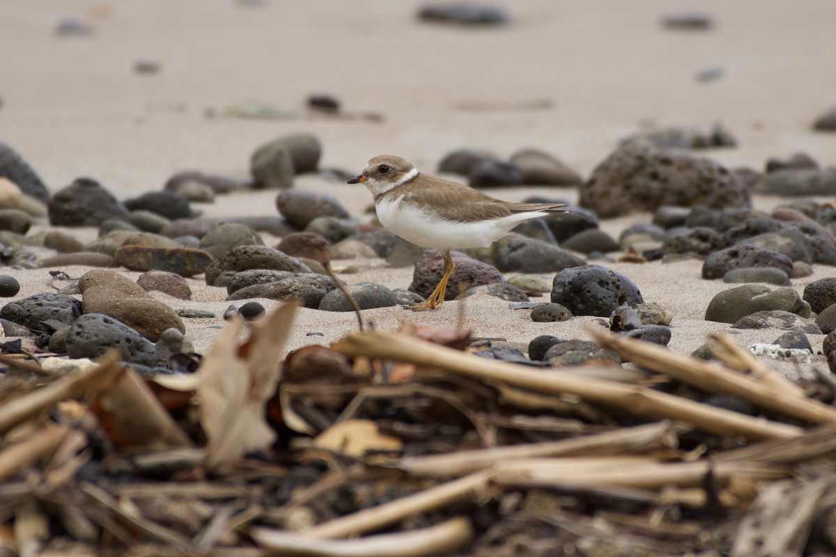 Semipalmated Plover - ML342821031
