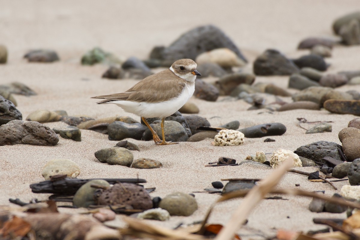 Semipalmated Plover - ML342821071