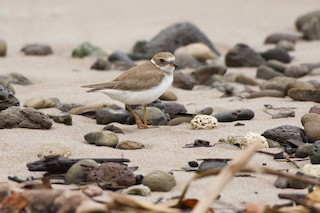Semipalmated Plover, ML342821071