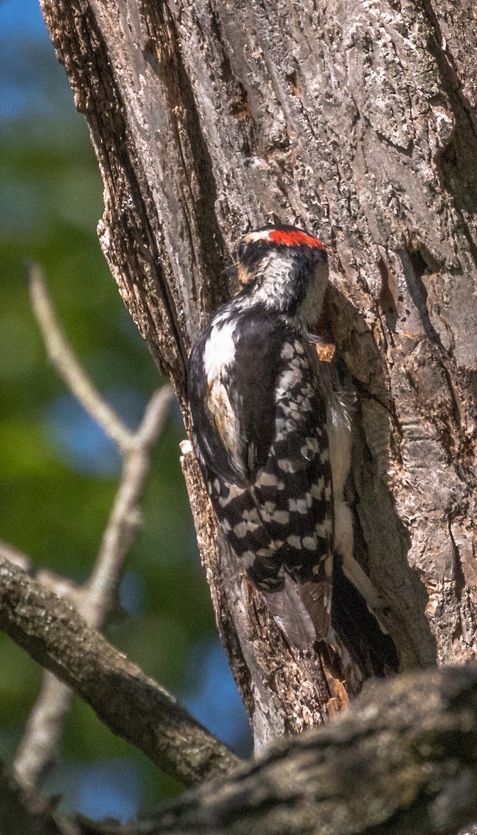 Downy Woodpecker - ML342821631