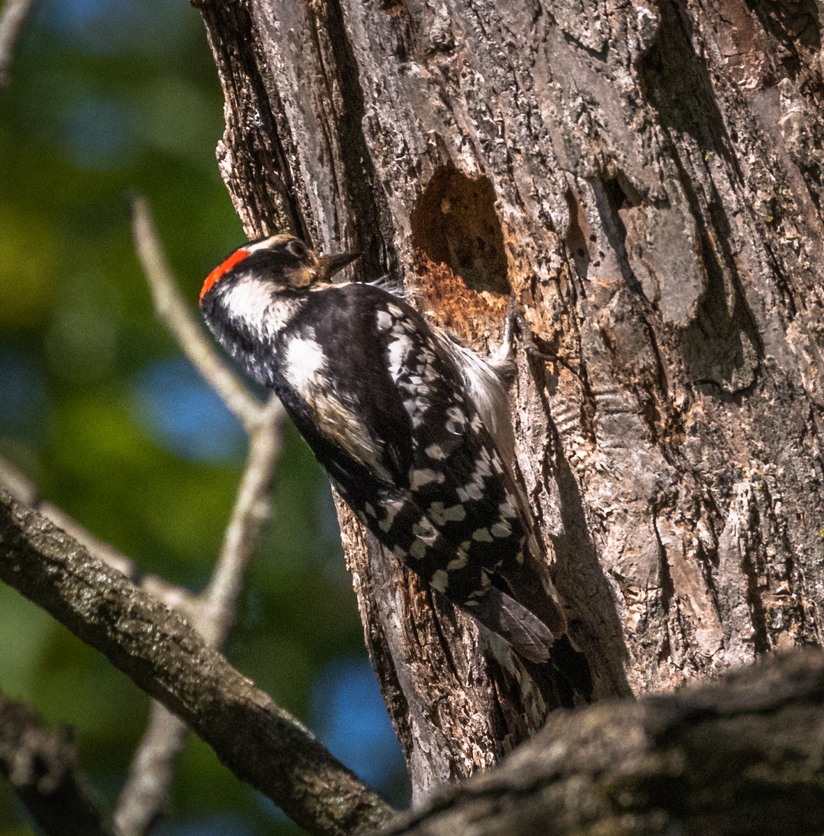 Downy Woodpecker - ML342821661