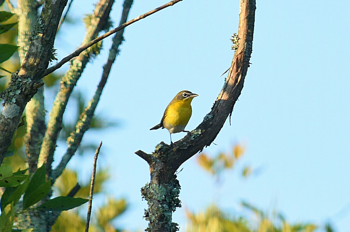 Yellow-breasted Chat - Hugh Barger