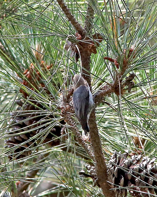 Brown-headed Nuthatch - ML342827021