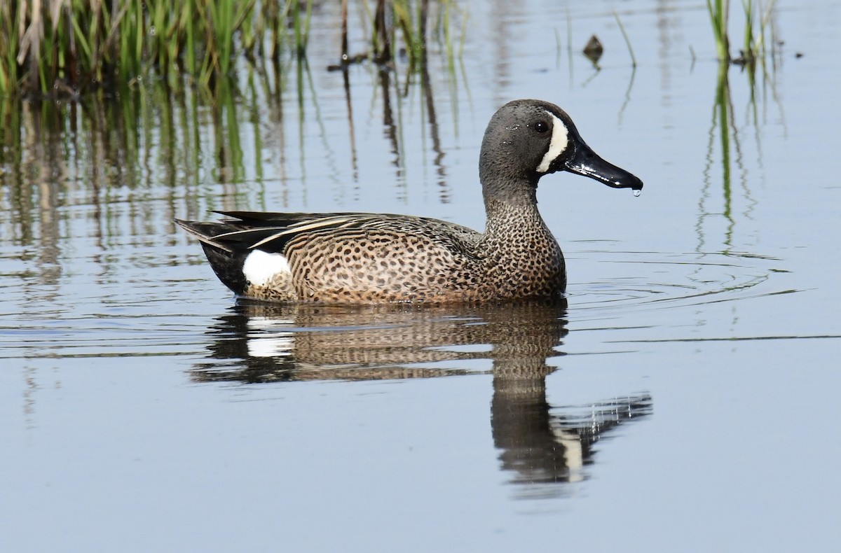Blue-winged Teal - ML342828151