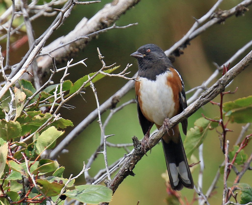 Spotted Towhee - ML34283191