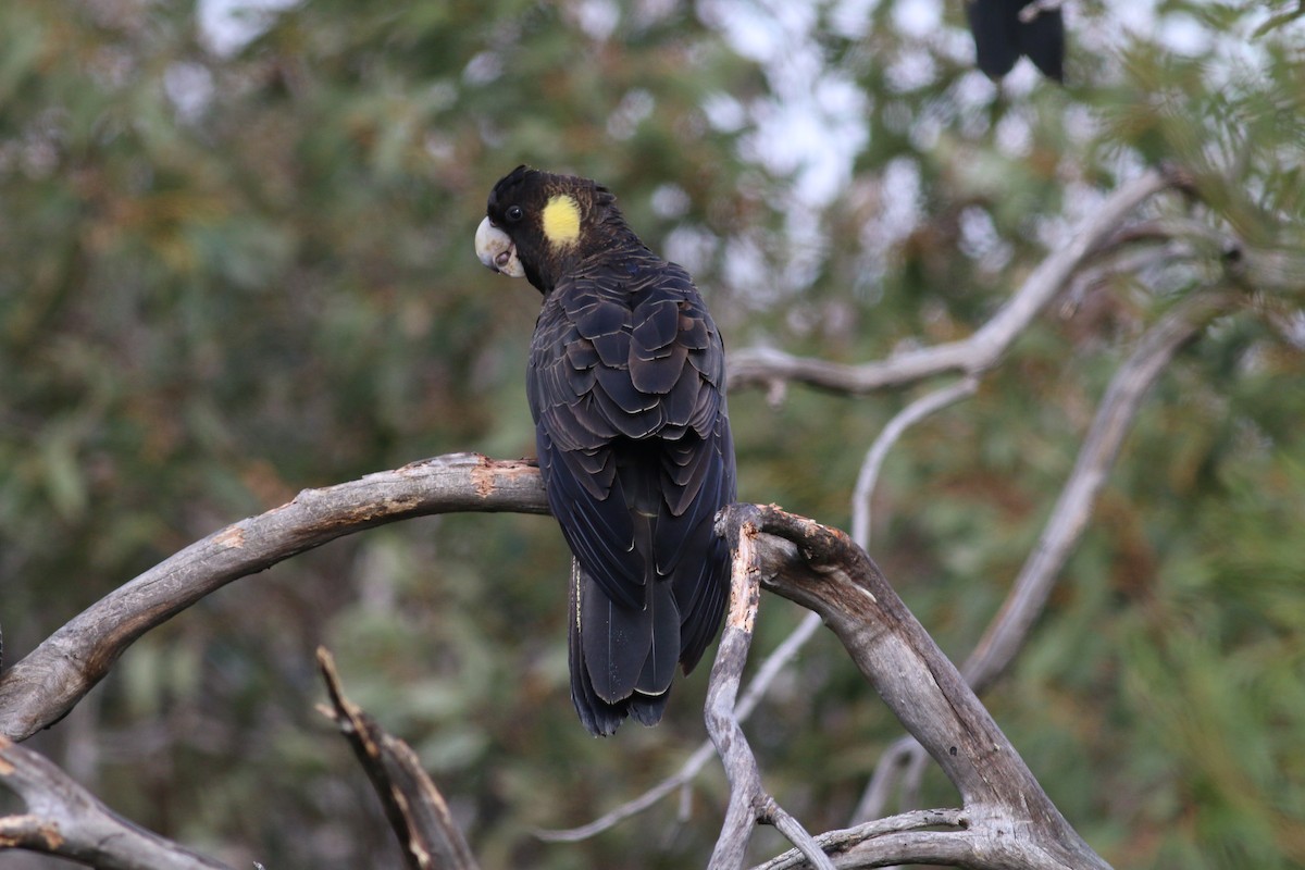 Yellow-tailed Black-Cockatoo - Oliver Burton