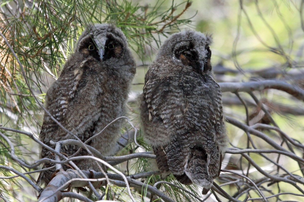Long-eared Owl - David Blue