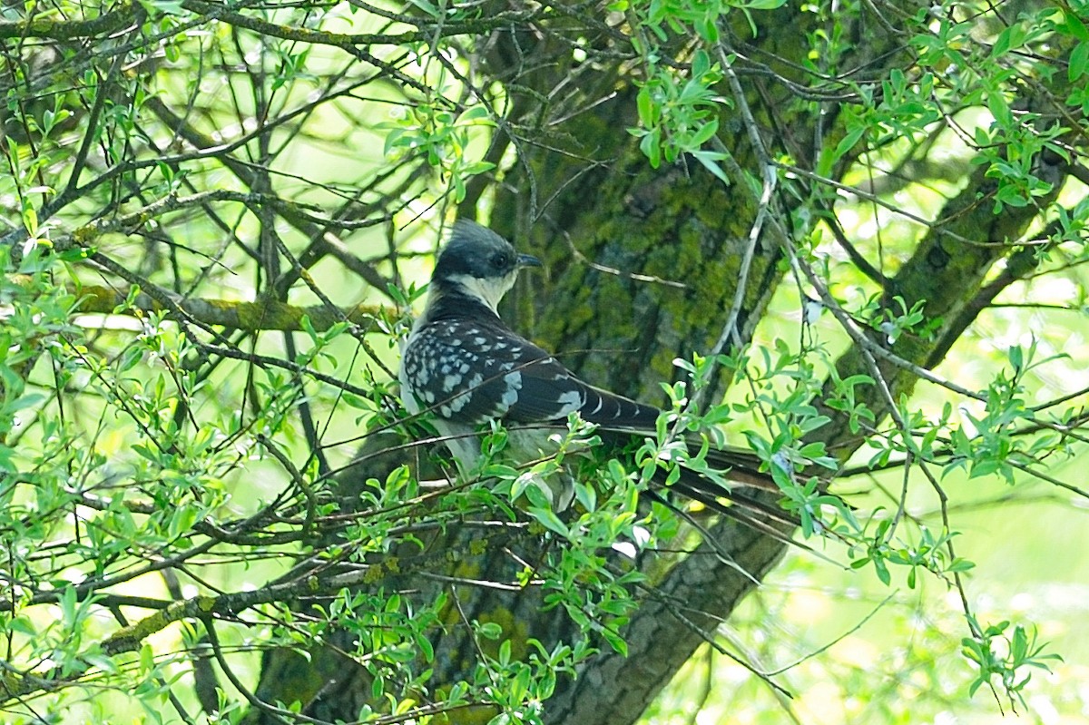 Great Spotted Cuckoo - Volkan Donbaloglu