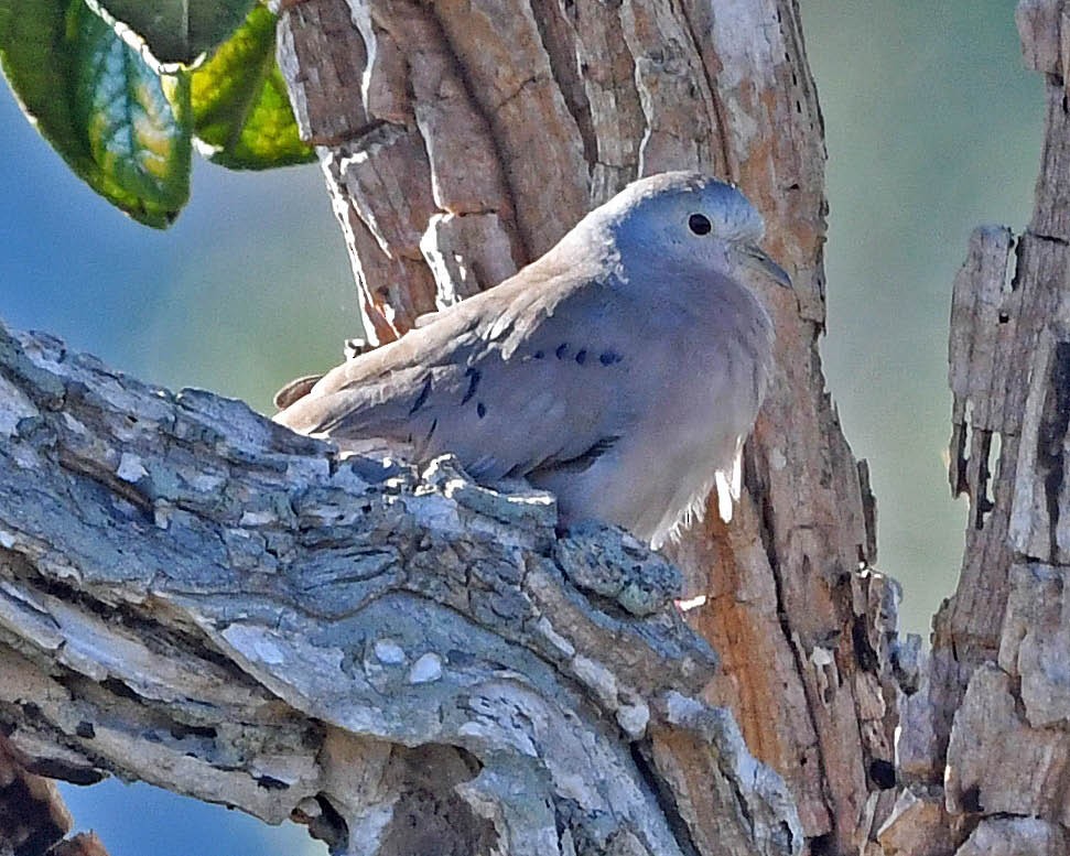 Plain-breasted Ground Dove - ML342852001