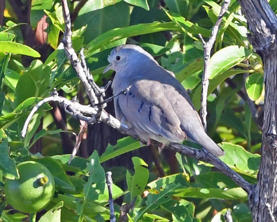 Plain-breasted Ground Dove - ML342855861