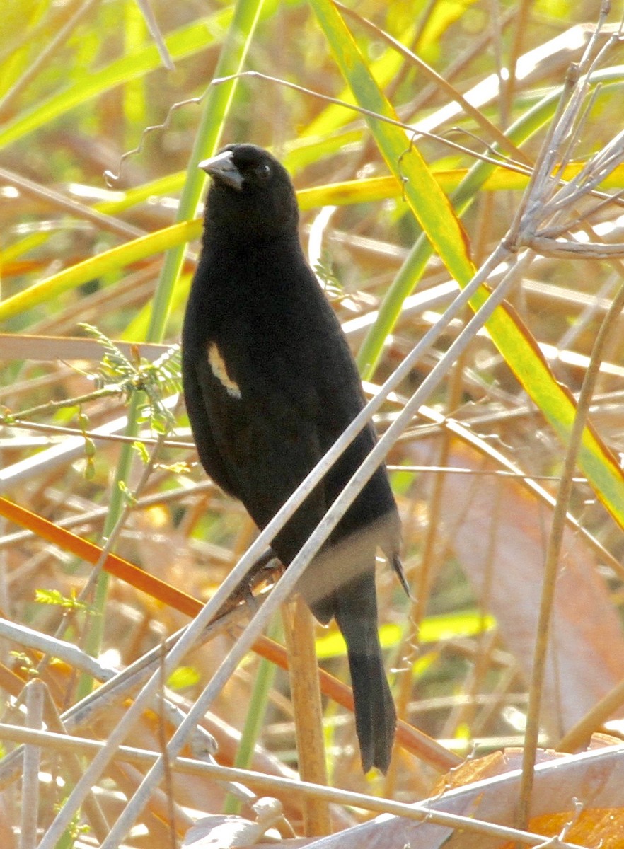 Red-shouldered Blackbird - Connie Lintz