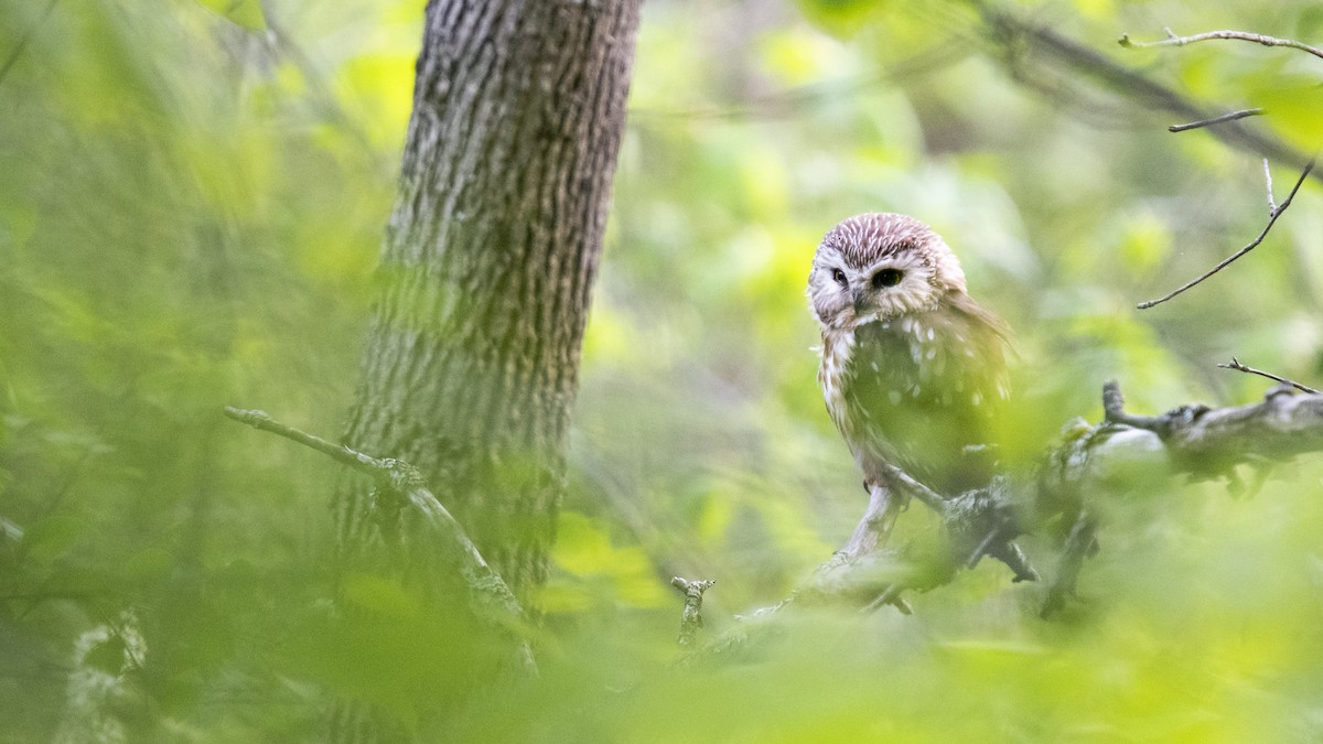 Northern Saw-whet Owl - Reed Robinson