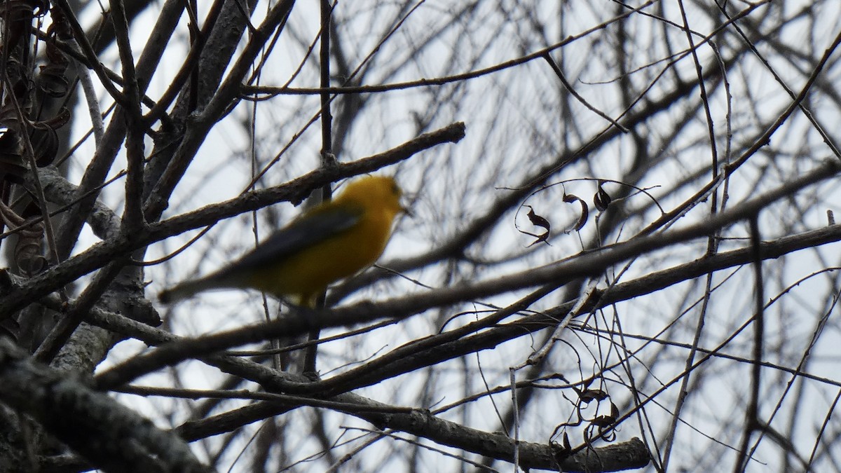 Prothonotary Warbler - ML342863161